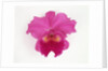Cattleya Orchid by Anonymous