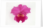 Cattleya Orchid by Anonymous