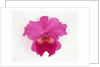 Cattleya Orchid by Anonymous