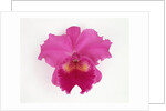Cattleya Orchid by Anonymous