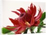 Close Up Image of Red Tropical Flower by Anonymous