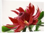 Close Up Image of Red Tropical Flower by Anonymous