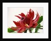 Close Up Image of Red Tropical Flower by Anonymous
