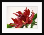 Close Up Image of Red Tropical Flower by Anonymous