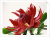 Close Up Image of Red Tropical Flower by Anonymous