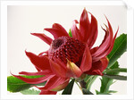 Close Up Image of Red Tropical Flower by Anonymous