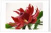 Close Up Image of Red Tropical Flower by Anonymous
