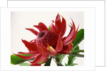 Close Up Image of Red Tropical Flower by Anonymous