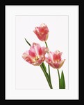 Pink tulips, white background by Anonymous