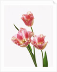 Pink tulips, white background by Anonymous
