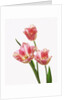 Pink tulips, white background by Anonymous