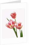 Pink tulips, white background by Anonymous