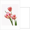Pink tulips, white background by Anonymous