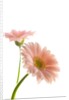 Gerbera daisy by Anonymous