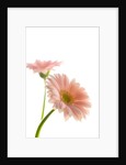 Gerbera daisy by Anonymous