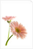 Gerbera daisy by Anonymous