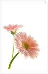 Gerbera daisy by Anonymous