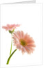 Gerbera daisy by Anonymous