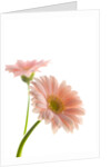 Gerbera daisy by Anonymous