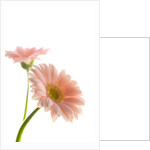 Gerbera daisy by Anonymous