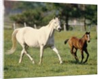 Mare and foal running in field, Urakawa, Hokkaido, Japan by Anonymous