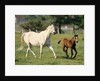 Mare and foal running in field, Urakawa, Hokkaido, Japan by Anonymous