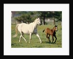 Mare and foal running in field, Urakawa, Hokkaido, Japan by Anonymous