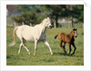 Mare and foal running in field, Urakawa, Hokkaido, Japan by Anonymous