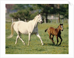 Mare and foal running in field, Urakawa, Hokkaido, Japan by Anonymous