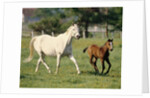 Mare and foal running in field, Urakawa, Hokkaido, Japan by Anonymous