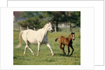 Mare and foal running in field, Urakawa, Hokkaido, Japan by Anonymous
