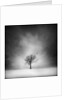 Solitary tree in a winter landscape by Anonymous