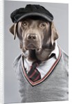 Dog in sweater and cap by Anonymous