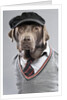 Dog in sweater and cap by Anonymous