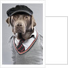 Dog in sweater and cap by Anonymous