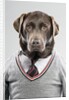 Dog in a sweater by Anonymous