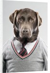 Dog in a sweater by Anonymous