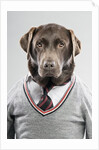 Dog in a sweater by Anonymous