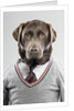 Dog in a sweater by Anonymous