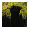 A moss covered waterfall in the Bavarian Allg?u by Anonymous