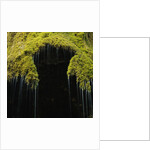 A moss covered waterfall in the Bavarian Allg?u by Anonymous