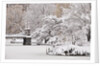 Snow covered trees with a footbridge in a public park, Boston Public Garden, Boston, Massachusetts, USA by Anonymous