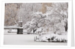 Snow covered trees with a footbridge in a public park, Boston Public Garden, Boston, Massachusetts, USA by Anonymous