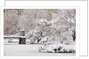 Snow covered trees with a footbridge in a public park, Boston Public Garden, Boston, Massachusetts, USA by Anonymous