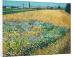 Wheatfield by Vincent Van Gogh