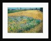 Wheatfield by Vincent Van Gogh