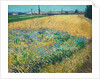 Wheatfield by Vincent Van Gogh