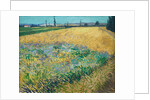 Wheatfield by Vincent Van Gogh