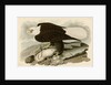 White Headed Eagle by John James Audubon