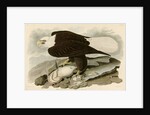 White Headed Eagle by John James Audubon